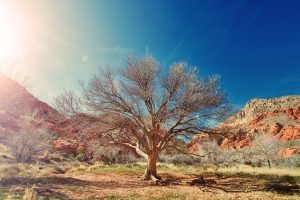 Multiannual predictions paper summary