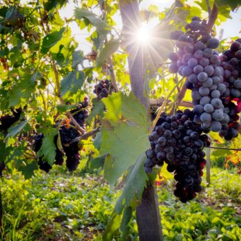 Webinar Climate information for the wine sector
